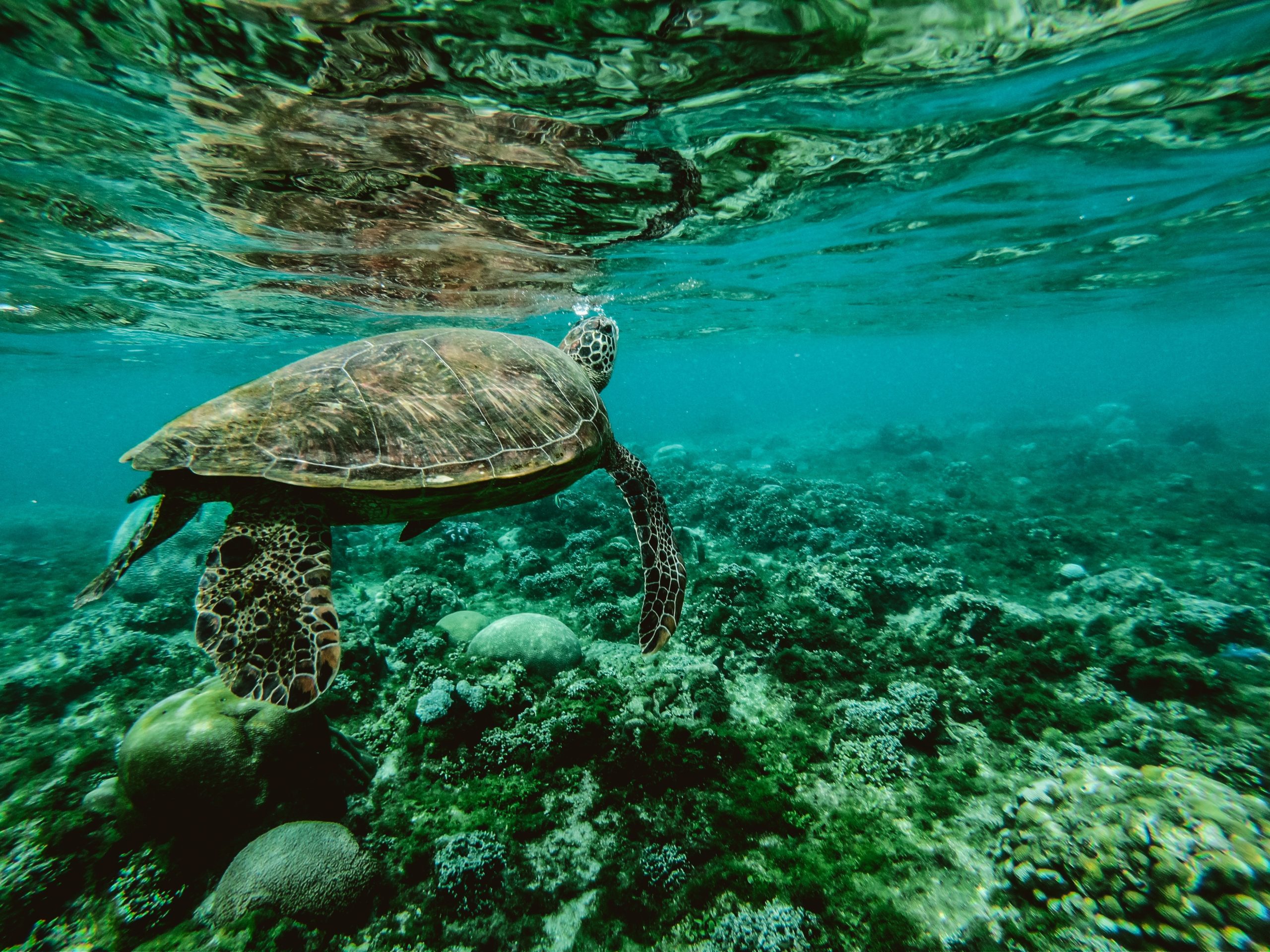 This is an photo image of a turtle swimming that has not been compressed.